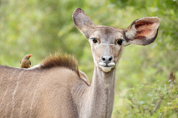 A beautiful female kudu antelope using her ears for directional hearing and with an oxpecker bird sitting on her back just behind her withers mane in her bush habitat in a game reserve in South Africa
