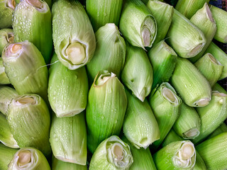 Ears of corn on display at the grocery store. Corn on the cob.