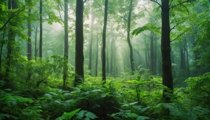 Fototapeta premium dense forest with vibrant green foliage, misty morning light