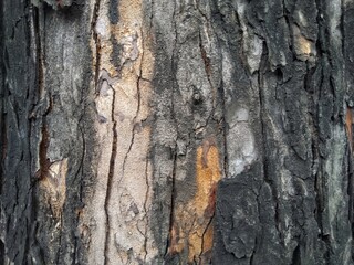 dry tree bark texture and background, nature concept