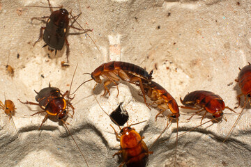 Red runner cockroach, Close-up cockroach insects commonly used as pet food