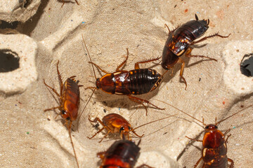 Red runner cockroach, Close-up cockroach insects commonly used as pet food