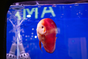 Pompadour fish swimming in aquarium with a blue background