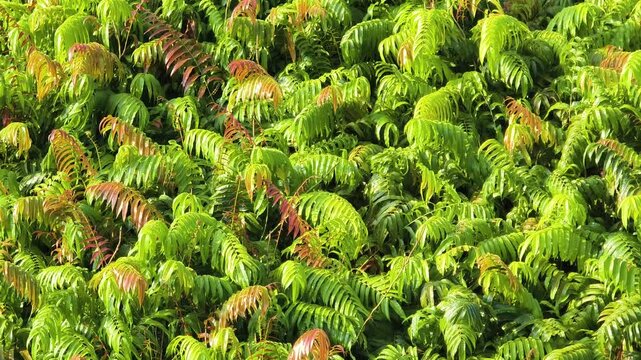 Kelakai plants (Stenochlaena Palustris) grow wild and abundantly in the tropical nature of Kalimantan