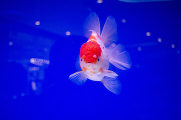 Goldfish swimming in the water at aquarium with a blue background