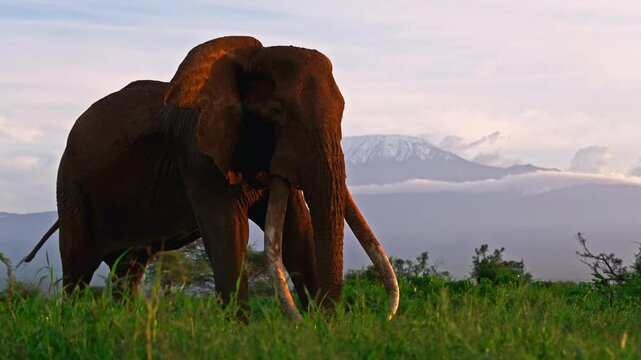 amboseli national park tusker Craig footage taken during sunset with mt kilimanjaro as backdrop. 