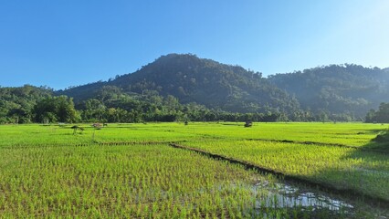 Views of rice fields and green hills. Blue sky. Padang, West Sumatra, Indonesia