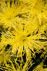 A bouquet of yellow chrysanthemum flowers in garden, Bush of autumn flowers.