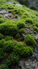 A stone covered with moss with a natural rough texture