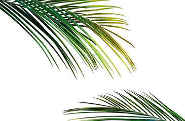 Palm leaves. Elevated view of palm leaves in green and yellow colors on transparent background realistic 3d rendering illustration png