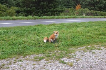 Fototapeta premium Canadian Fox following us in Nova Scotia