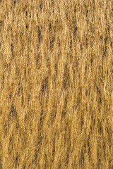 Hay background. Haystacks texture,background,  Straw bale harvesting.