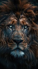 Fototapeta premium Close-Up Portrait of a Majestic Lion: Power and Intensity in the Animal Kingdom
