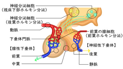 　下垂体　ホルモン　イラスト　日本語