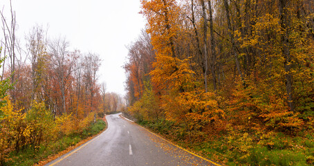 Fototapeta premium Asphalt road in the autumn forest.