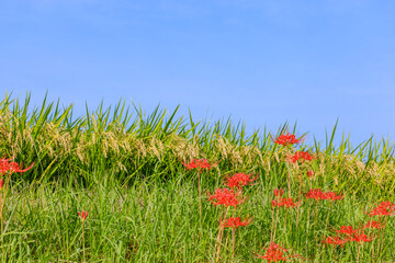 彼岸花咲く秋風景 愛知県半田市