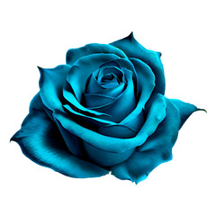 Rose blue bud isolated on white background. Floristics icon, decorative element for postcard, single navy heavenly blue open blossom bud. Mysterious rosa with realistic petals 3d render illustration