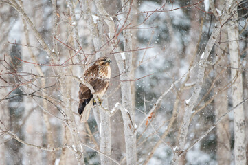 Japanese Buzzard
