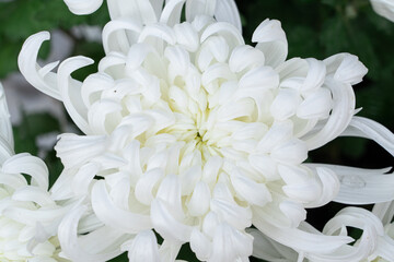 A bouquet of white chrysanthemum flowers in garden, Bush of autumn flowers.