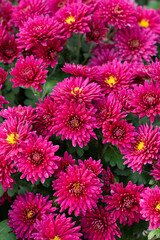 Dahlia pink flower chrysanthemum closeup