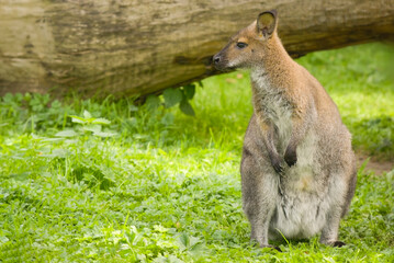 Kangaroo in a forest area with a fallen tree in the background