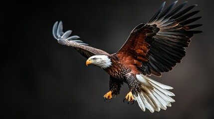 Obraz premium A magnificent eagle soars against a dark background, showcasing its impressive wings and detailed feathers, embodying strength and grace in mid-flight.