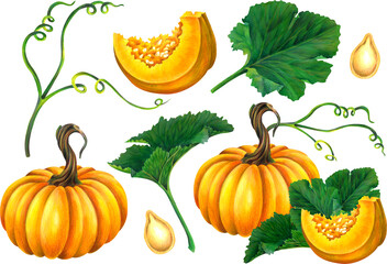 Fall Pumpkins and Pumpkin Blossoms in Pencil