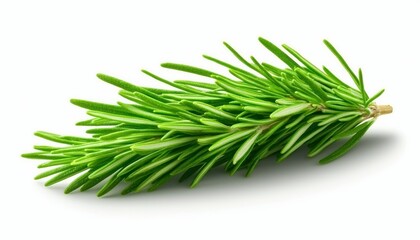 Fototapeta premium A vibrant green coniferous branch showcasing fresh pine needles against a white background.