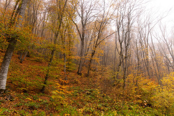 Fototapeta premium Yellow leaves lie on the ground in the autumn forest.
