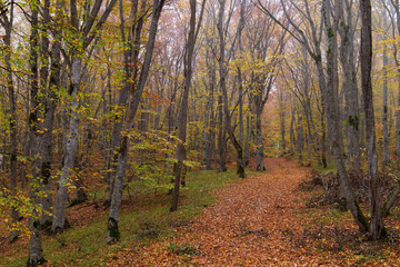Yellow leaves lie on the ground in the autumn forest.