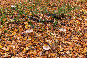 Beautiful grebes in the autumn forest