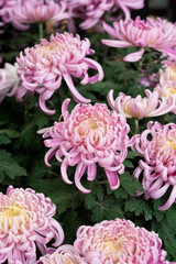 Obraz premium A bouquet of pink chrysanthemum flowers in garden, Bush of autumn flowers.