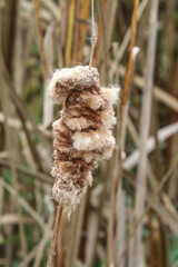 Unusual Fluffy Cattail Against Reeds