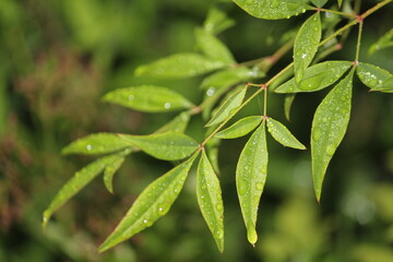 Image of water droplets on the leaves of the Namcheon Stream blooming on the Daecheongcheon Stream trail