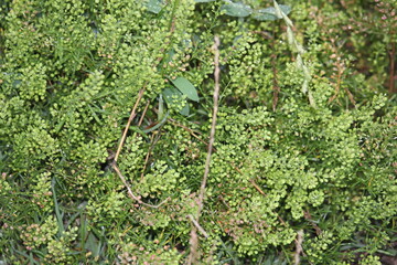 Image of the blooming safflowers on the Daecheongcheon Stream trail