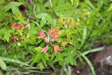 Image of maple trees blooming on the Daecheongcheon trail