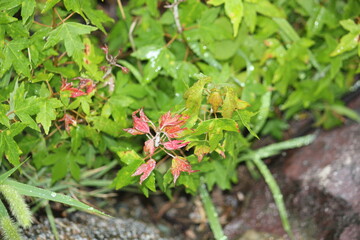 Image of maple trees blooming on the Daecheongcheon trail