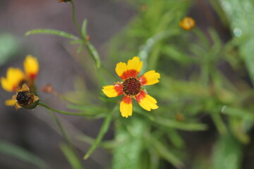 Image of parasitic plants blooming on the Daecheongcheon trail