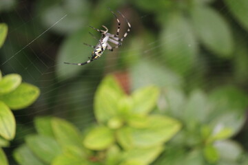 Image of a spider weaving a web on a tree along the Daecheongcheon Stream Trail