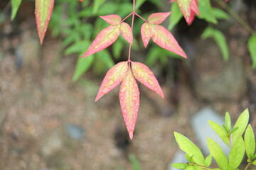 Image of water droplets on the leaves of the Namcheon Stream blooming on the Daecheongcheon Stream trail