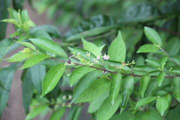 Image of a blooming azalea tree on the Daecheongcheon Stream trail