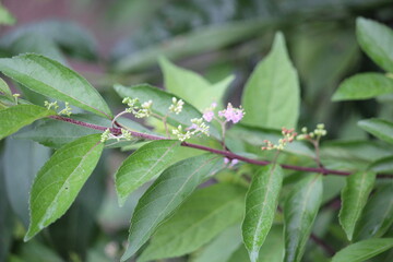 Image of a blooming azalea tree on the Daecheongcheon Stream trail