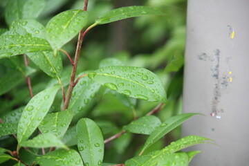 Image of water droplets on the leaves of the Honggas tree blooming on the Daecheongcheon trail