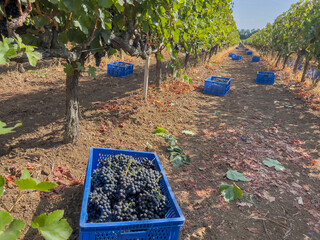 harvested ripe grapes in blue baskets at vineyard field