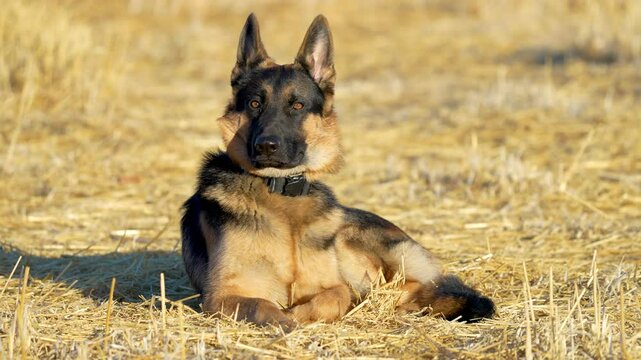 German Shepard laying in a hay field with heavy wind 4k 60fps