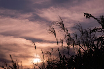 Obraz premium 秋の夕暮れ, グラデーションの空とススキのシルエット