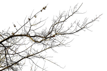 Oak branch on white background