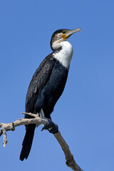 White-breasted cormorant (Phalacrocorax lucidus)
