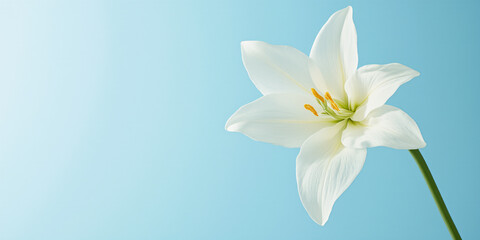 Fototapeta premium A close-up of a white lily flower against a soft blue background, highlighting its delicate petals and vibrant yellow stamen for lifestyle.
