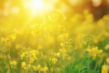 Obraz premium A luminous field of yellow flowers basking in sunlight, evoking serenity and the beauty of nature during a warm spring day.